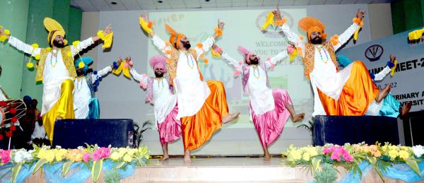 Student perform Bhangra during GADVASU-Alumni meet 2022