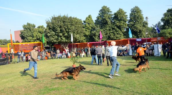 Dog Show Glimpse