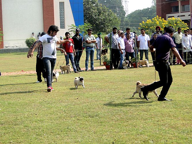 Celebration of Dog Show