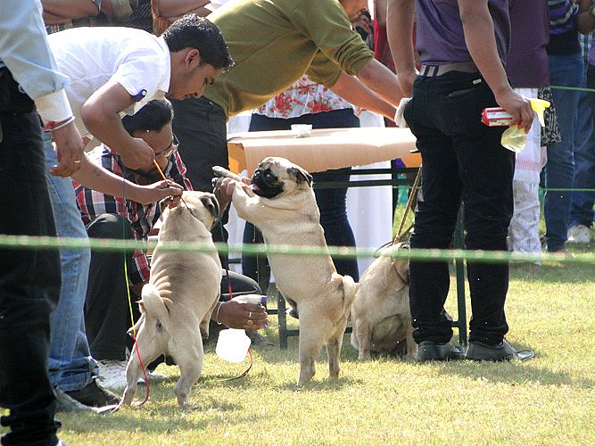 Celebration of Dog Show